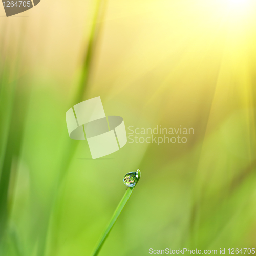 Image of green grass with water drop and sun light