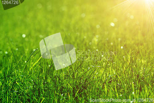 Image of green grass background