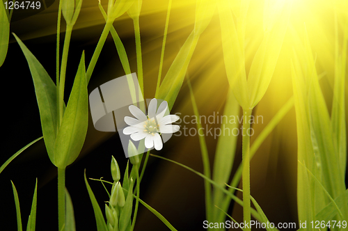 Image of sunny small white camomile
