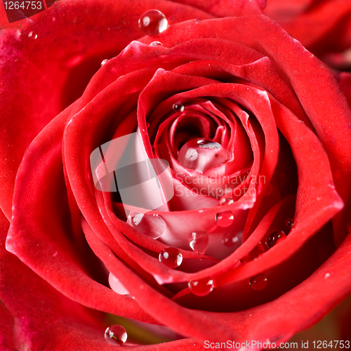 Image of close up photo of red rose