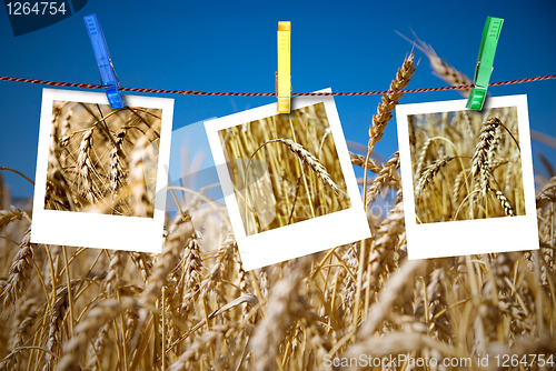 Image of photos of wheat hang on rope with pins against wheat field