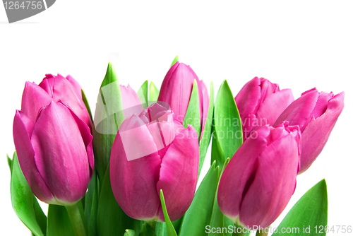 Image of close-up pink tulips isolated on white