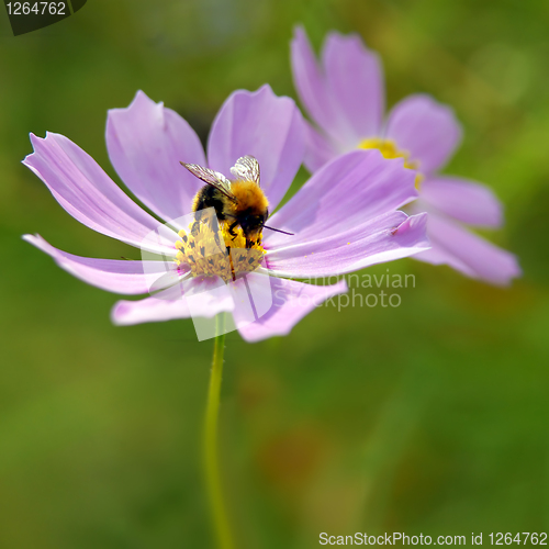 Image of Bee on pink flower
