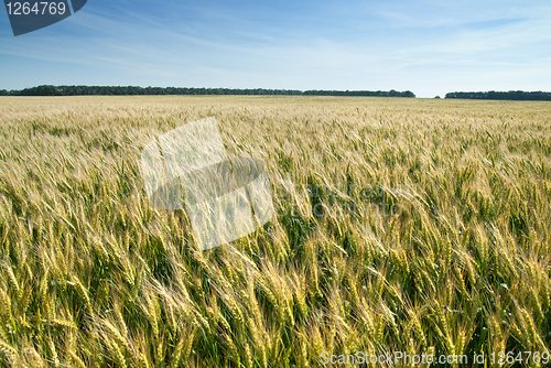 Image of meadow with wheat 