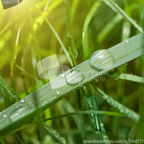 Image of green grass with water drop and sun light