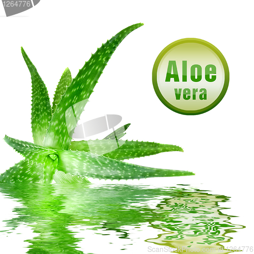 Image of close-up photo of green aloe vera with icon isolated on white