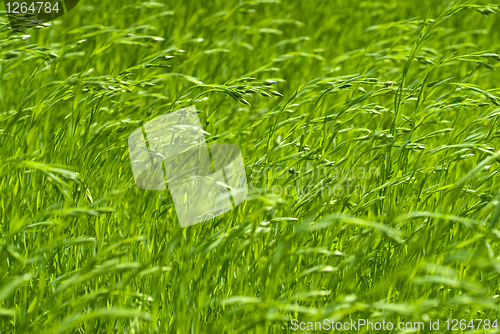 Image of green flax