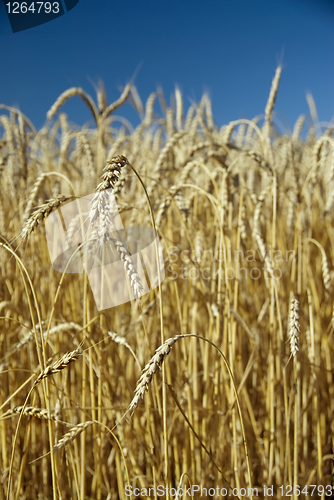 Image of Field of gold wheat and blue sky