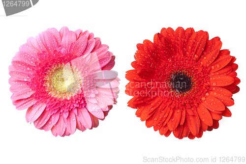 Image of red and pink daisy-gerbera heads with water drops isolated on wh
