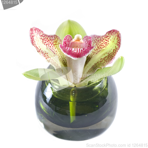 Image of Green orchid