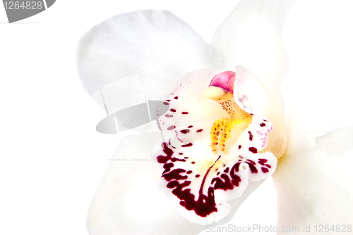 Image of white orchid isolated on white