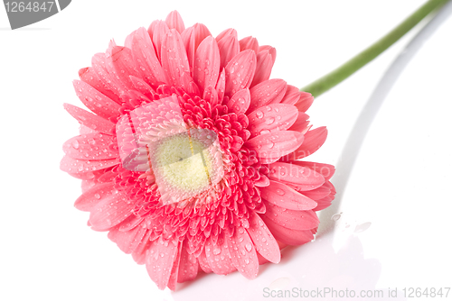 Image of Pink daisy-gerbera with water drops isolated on white