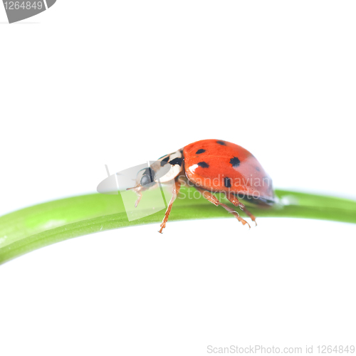 Image of red ladybug on green grass isolated on white