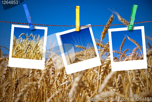 Image of photos of wheat hang on rope with pins against wheat field