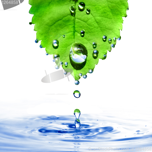 Image of green leaf with water drops and splash isolated on white