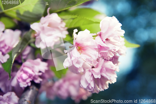 Image of spring blossom of purple sakura