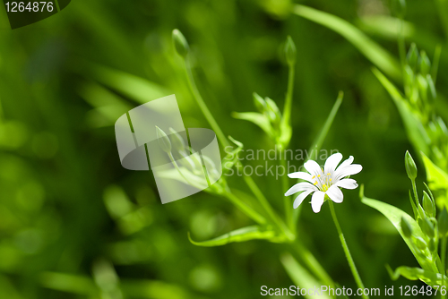 Image of white chamomile in green grass