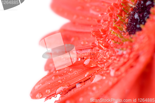 Image of Macro of red daisy-gerbera head isolated on white