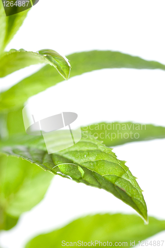 Image of macro photo of green mint isolated on white