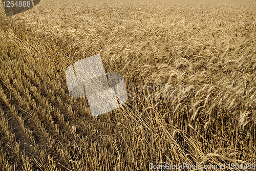 Image of hayfield wheat background