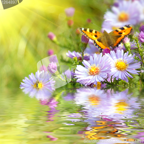 Image of two butterfly on flowers with reflection