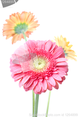 Image of Pink daisy-gerbera with water drops isolated on white