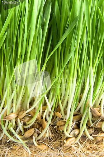 Image of close-up green grass with roots