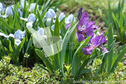 Image of flowers in the garden