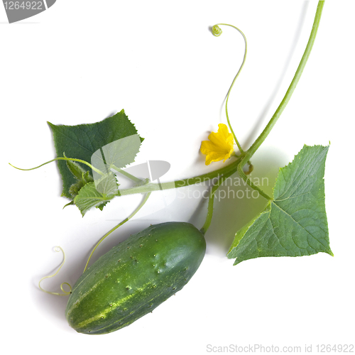 Image of green cucumber with leaves and flower isolated on white