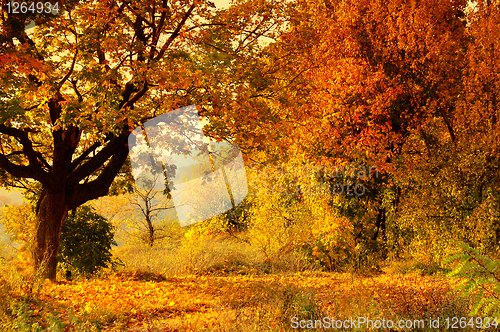 Image of Autumn Forest