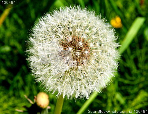 Image of Dandelion