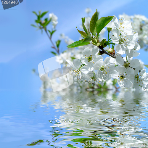 Image of Blooming cherry tree and blue sky with refletion in water