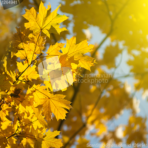 Image of autumn yellow leaves