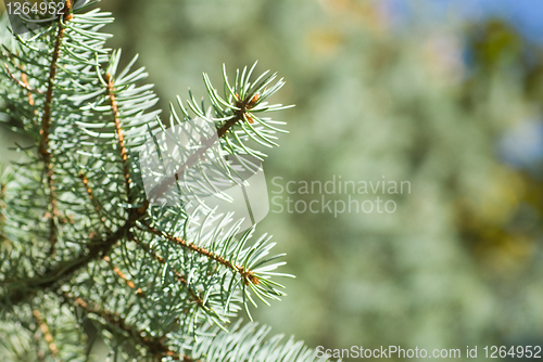 Image of branch of green christmas tree