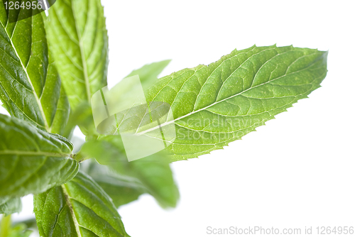 Image of macro photo of green mint isolated on white