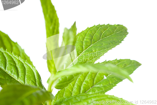 Image of macro photo of green mint isolated on white