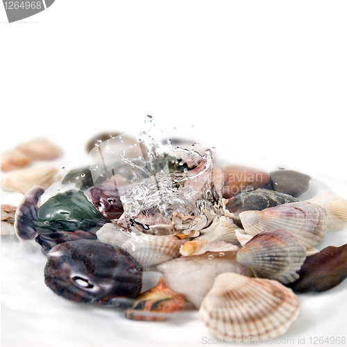 Image of water splash with various color shells isolated on white