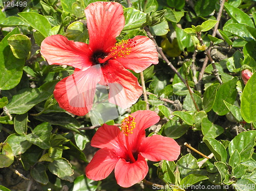 Image of Hibiscus