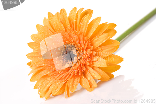 Image of Yellow daisy-gerbera with water drops isolated on white