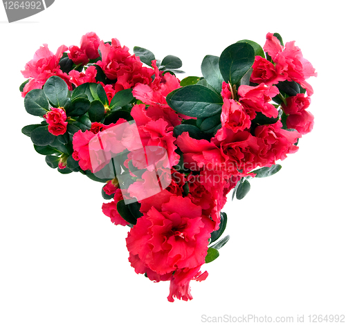 Image of heart from azalea flowers for valentine's day isolated on white