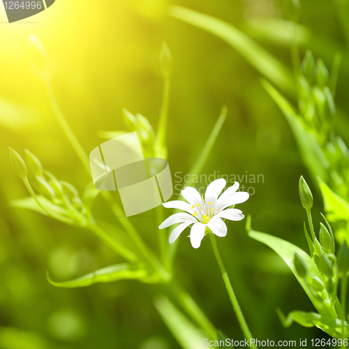 Image of white chamomile in green grass