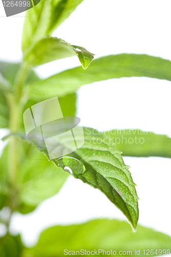 Image of macro photo of green mint isolated on white