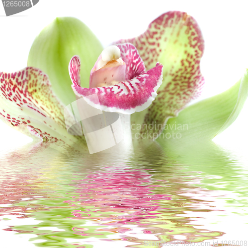 Image of Green orchid