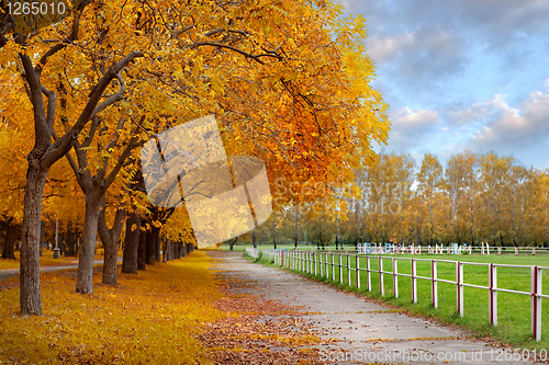 Image of Autumn in a park