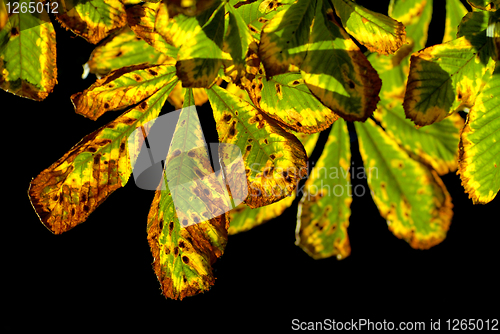 Image of autumn chestnut leaves isolated on black