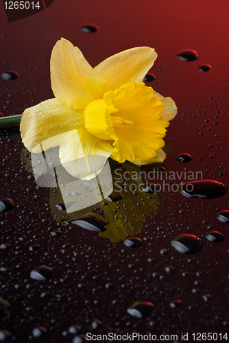 Image of yellow narcissus on red background with water drops