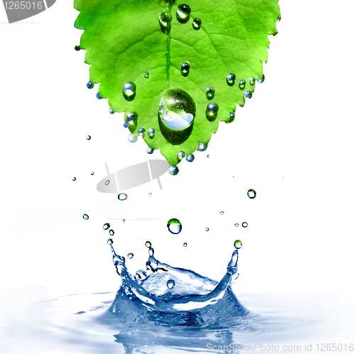 Image of green leaf with water drops and splash isolated on white