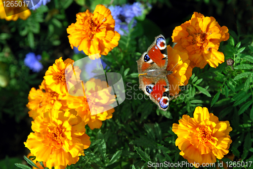 Image of butterfly on yellow flowers