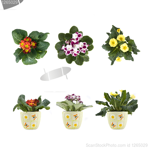 Image of violet and marguerite bouquet in pots isolated on white