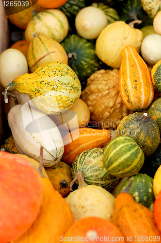 Image of background from small different pumpkins